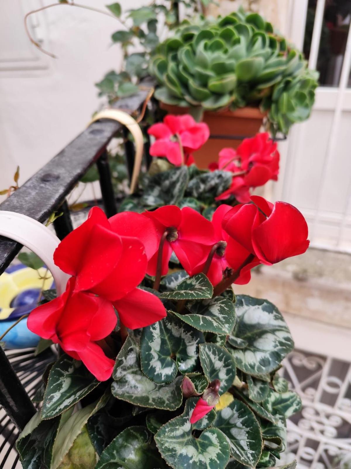 Le Mie Meraviglie Martina Franca Ngoại thất bức ảnh